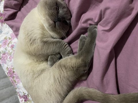 Scottish fold blue point 2 buçuk yaşında kısır