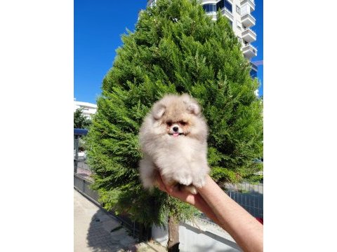 Minik pomeranian ayıcık yeni ailesini beklemektedir