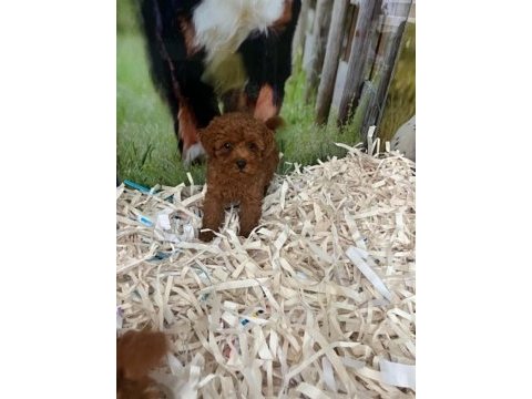 Show cllas red brwon toy poodle yavrular