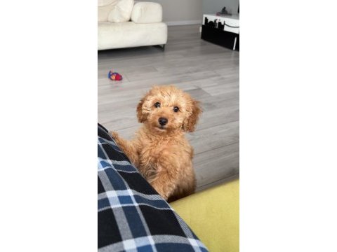 Yavru toy poodle