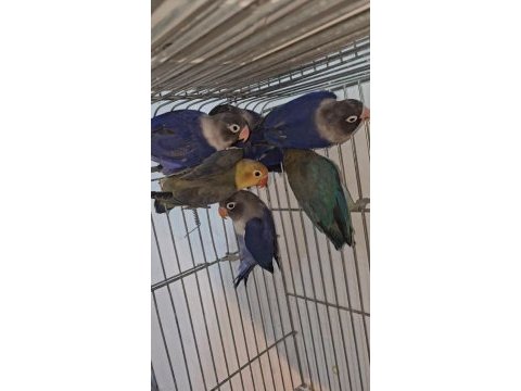 Bebek cennet papağanları ısırma sıfır