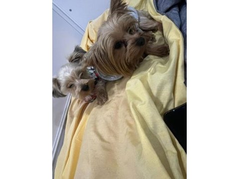 Yorkshire terrier köpeği