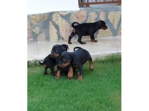 Doberman yavrular