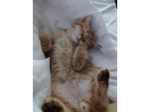 Yavru british shorthair kedimiz