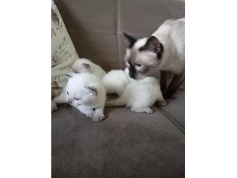 Scottish fold baba siyam anne ve yavruları