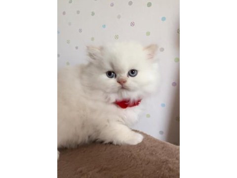 Minik chinchilla prenses yuvasını arıyor