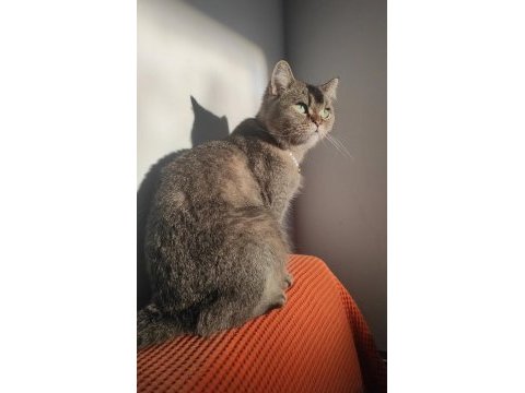 Dişi british shorthair kedime damat arıyoruz