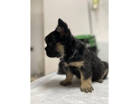 Egzotik üst düzey full fluffy dişi fransız bulldog