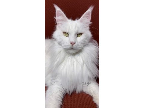 Türkiyenin her yerine teslim renk renk xxl maine coon