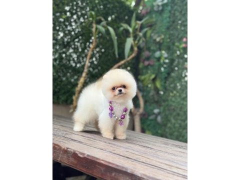 Tea cup pomeranian boo kızımız