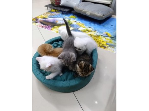50 6 adet günlük scottish fold yavrularımız