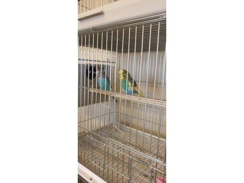 Renk güzeli genç bakıcı takım muhabbet kuşu