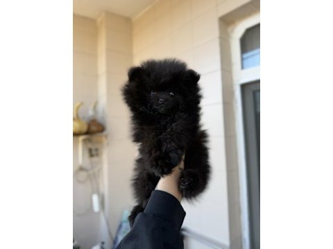 Teddy face siyah pomeranian