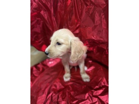 Antalya ingiliz cocker köpeğimiz