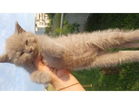 7 nisan doğumlu 2 erkek british shorthair