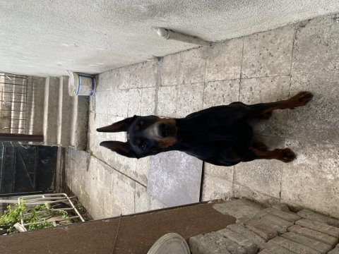 3 yaşında eğitimli dişi doberman