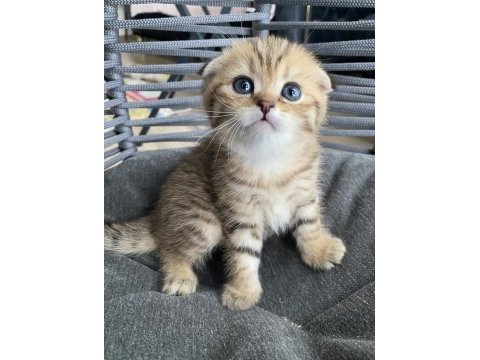 Muhteşem ırk black golden tabby scottish fold