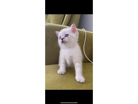 Scottish fold british kardeşler