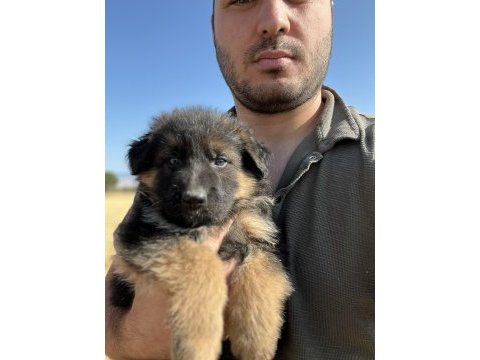 Uzun tüy şecereli dişi alman kurdu yavrular