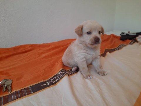Albino dişi golden retriever