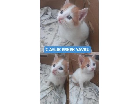Turuncu beyaz 2 aylık yavru kedimiz