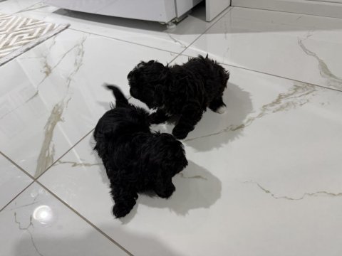 Maltipoo yavruları 2 aylık