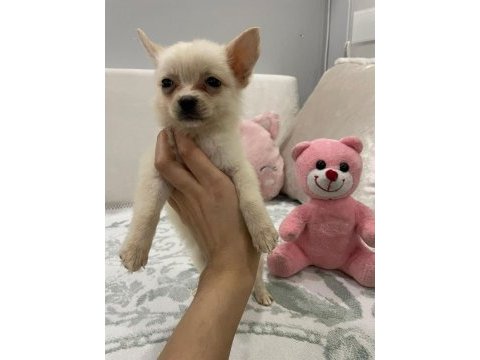 Minyatür pomeranian spitz yavrumuz