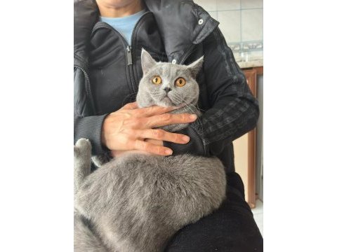British shorthair kedimize acil yuva aranıyor