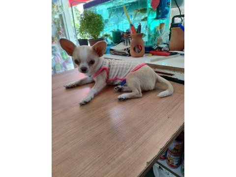 Chihuahua dişi 6 aylık