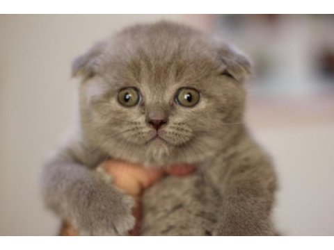 İnsan canlısı scottish fold bebekler