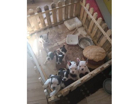 French bulldog yavrular ırk sağlık garantili