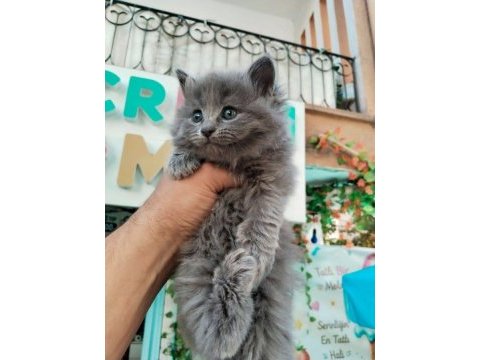 Safkan british longhair bebek