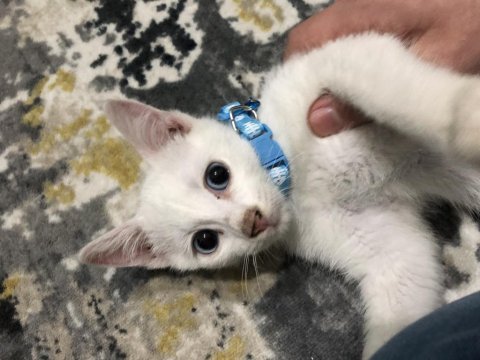 2 aylık van kedisi her şeyiyle verilecektir