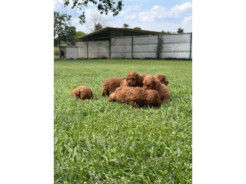 Toy poodle yavrularımız ruhsatlı çiftliğimizden