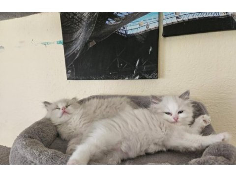 İki adet erkek ragdoll blue bicolor yavrumuz kaldı