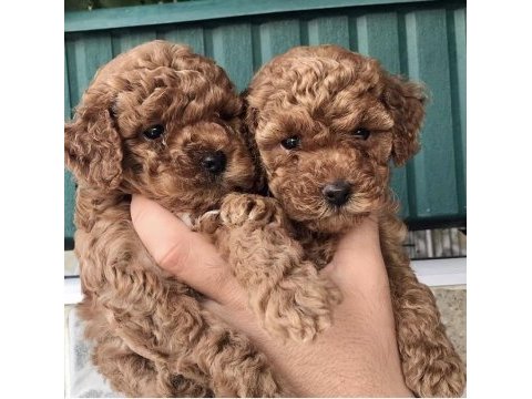 Sevimli toy poodle bebekler