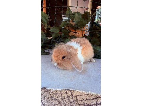 Safkan hollanda teddy lop tavşan yavrular
