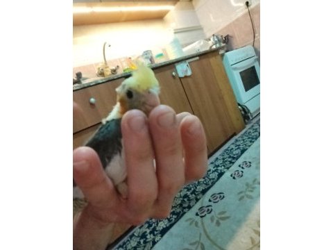 2 aylık sultan papağanı