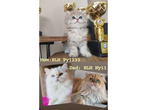 Cinnamon taşıyan erkek dişi british longhair yavrular