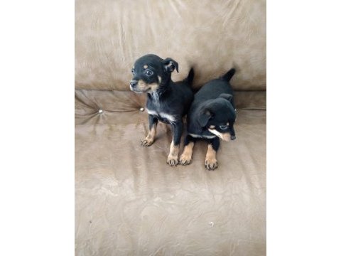 Safkan minyatür pinscher yavruları