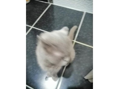 Scottish fold kedimiz 1 yaşında