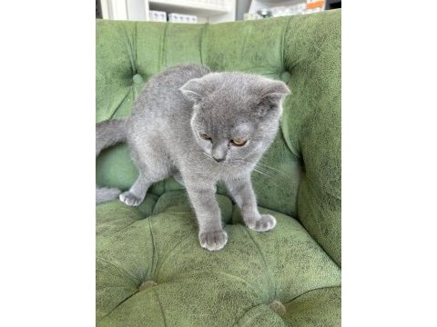 Scottish shorthair