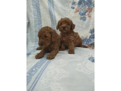 Kaliteli poodle yavrularimiz