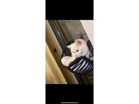 Beyaz british shorthair prenses