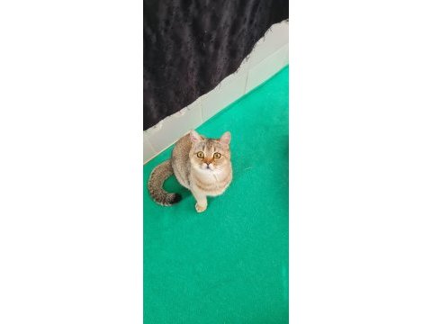 Golden british shorthair