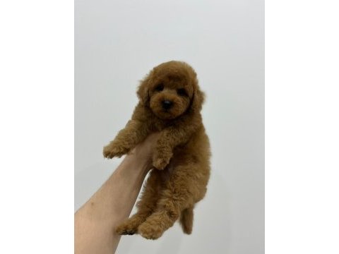 Orjinal toy poodle erkek yavrumuz ırk ve sağlık garantili