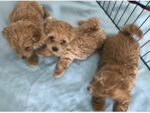 Irk ve sağlık garantili maltipoo bebekler