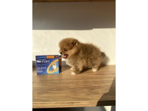 Erkek pomeranian boo micro boy