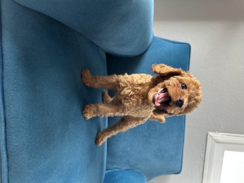 2 aylık toy poodle
