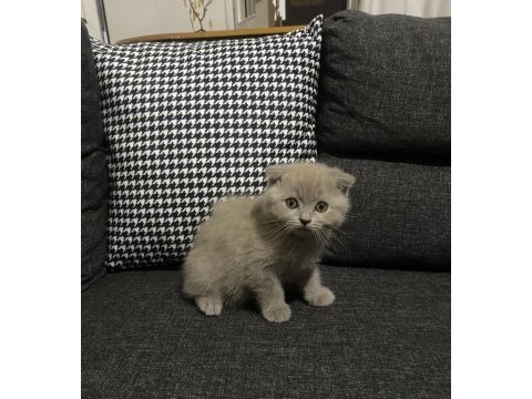 Lilac scottish fold yavrular